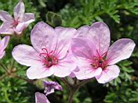 Geranium Dalmaticum (fam. Geraniacees) (02) (Photo F. Mrugala)